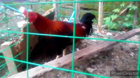 youtube sabong 2020.